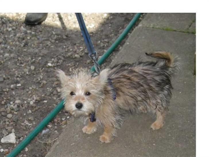 Blanding af racer Freddy - Freddy´s første gang i snor... 18.8.08 billede 8