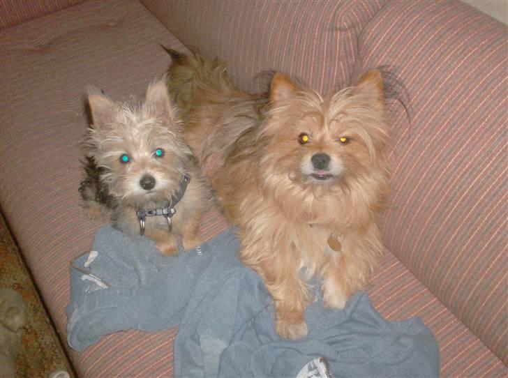 Blanding af racer Freddy - Freddy og Bamse.... 3.9.08 billede 9