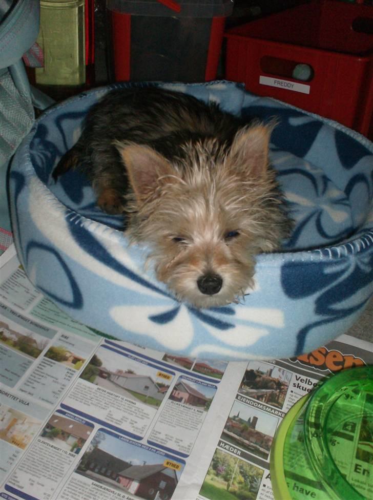 Blanding af racer Freddy - Freddy i sin nye kurv, som han fik af min faster... 19.8.08 billede 10