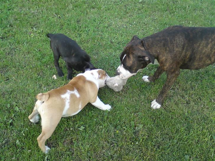 Amerikansk staffordshire terrier Loke billede 14