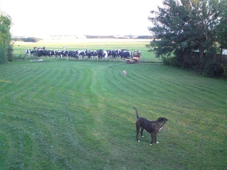 Amerikansk staffordshire terrier Loke billede 15