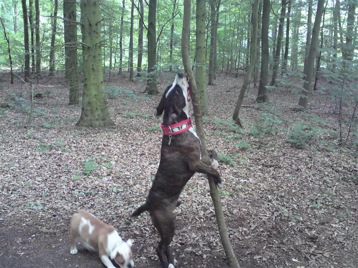 Amerikansk staffordshire terrier Loke billede 16