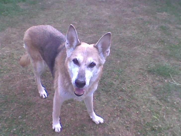 Blanding af racer maxi (R.I.P.) billede 8