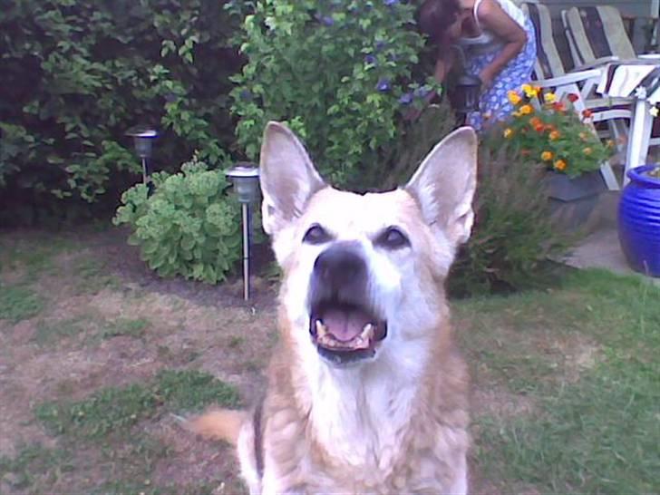 Blanding af racer maxi (R.I.P.) billede 10