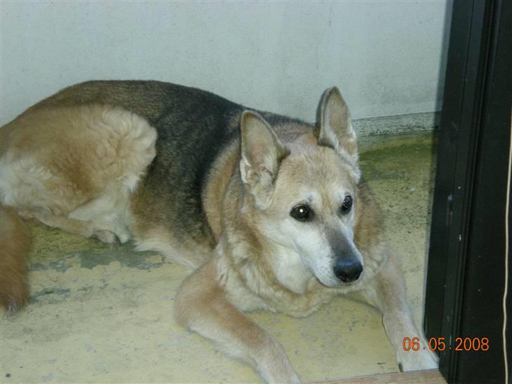 Blanding af racer maxi (R.I.P.) billede 11