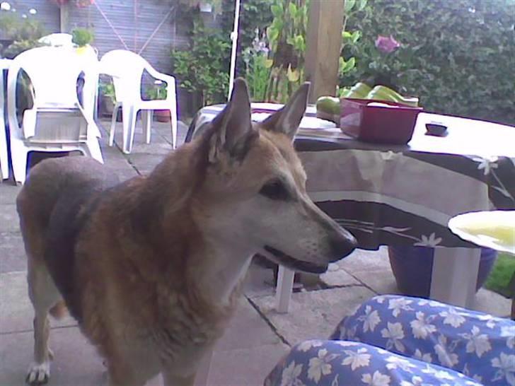 Blanding af racer maxi (R.I.P.) billede 12