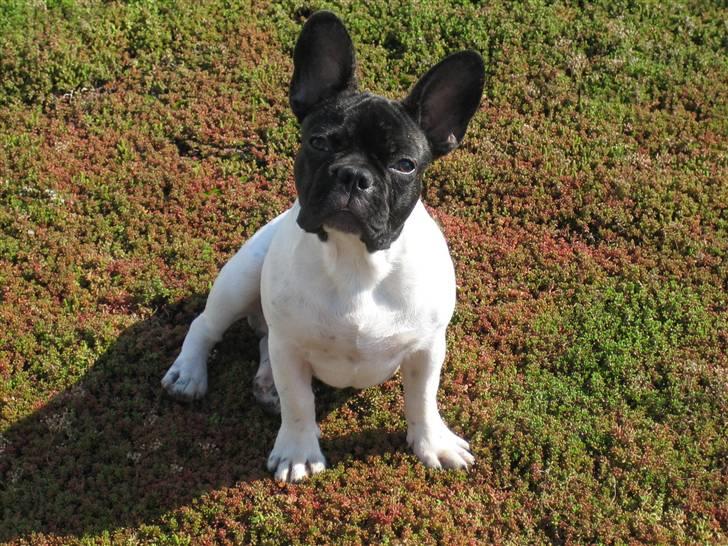 Fransk bulldog Pluto - Model hjemme på tagterrassen 21 uger. billede 14