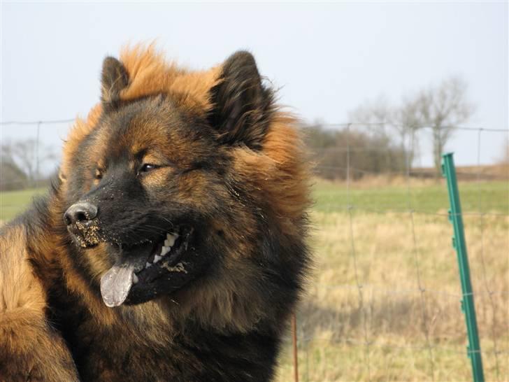 Eurasier Alfons<3 billede 2