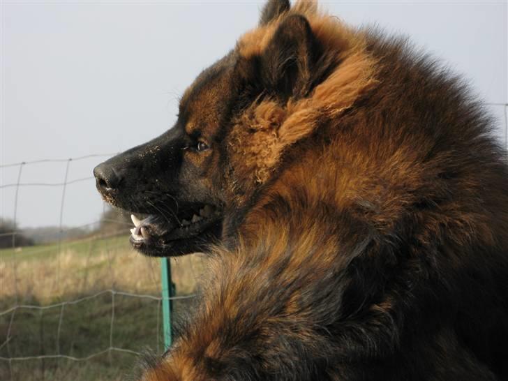 Eurasier Alfons<3 billede 3