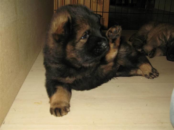 Eurasier Alfons<3 billede 4