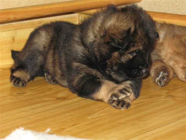 Eurasier Alfons<3 billede 5