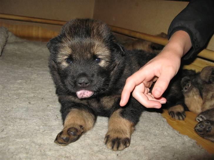Eurasier Alfons<3 billede 6