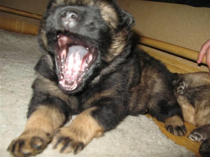 Eurasier Alfons<3 billede 7