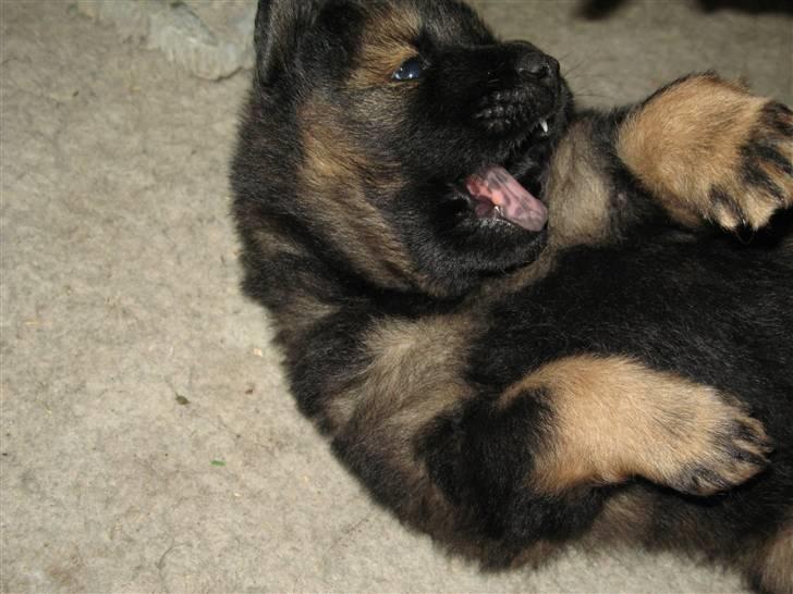 Eurasier Alfons<3 billede 8