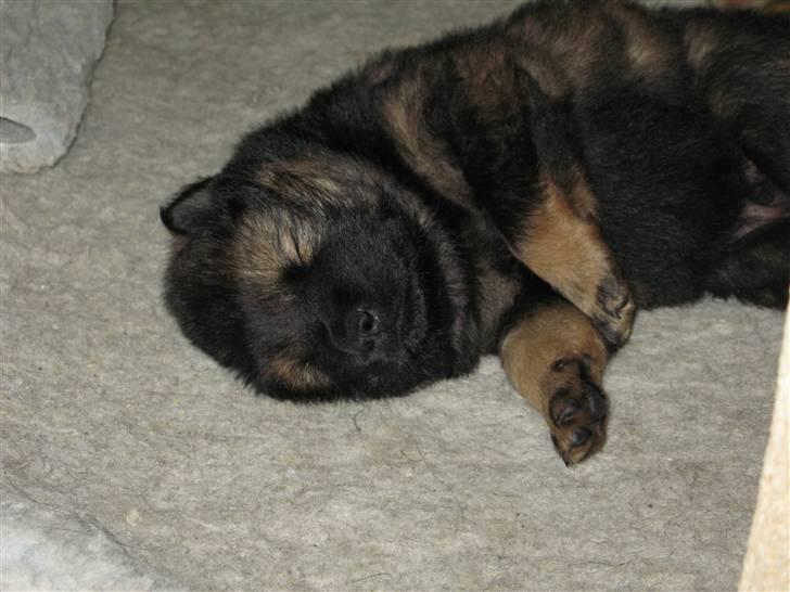 Eurasier Alfons<3 billede 9