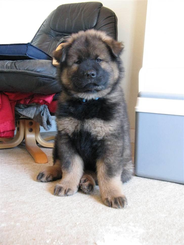 Eurasier Alfons<3 billede 10