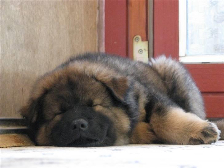 Eurasier Alfons<3 billede 11