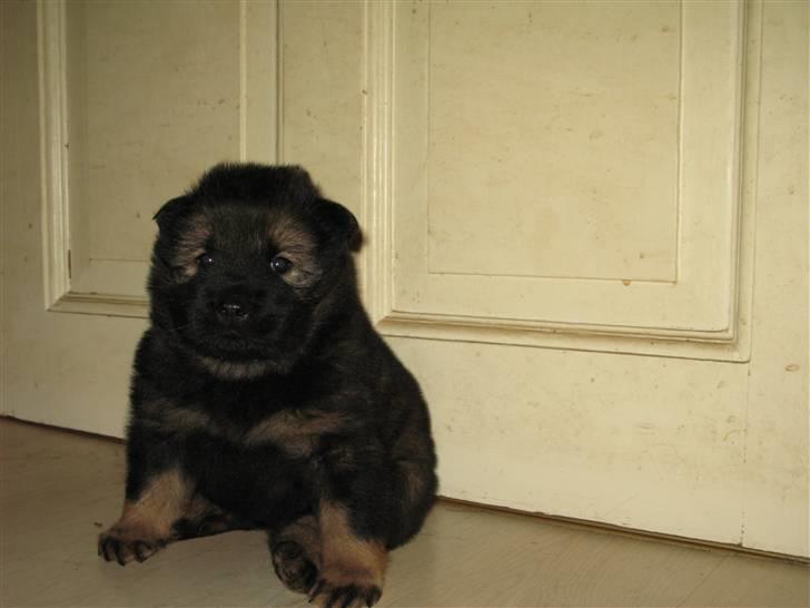 Eurasier Alfons<3 billede 12