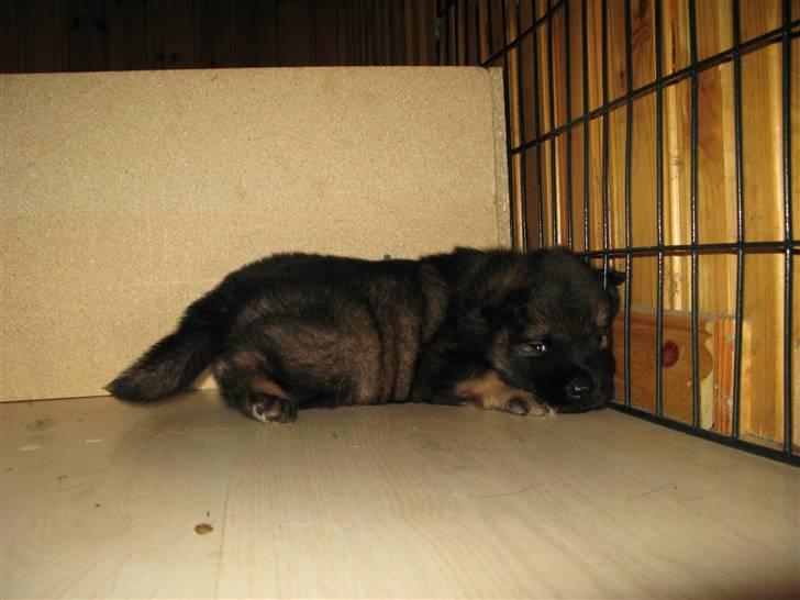 Eurasier Alfons<3 billede 13