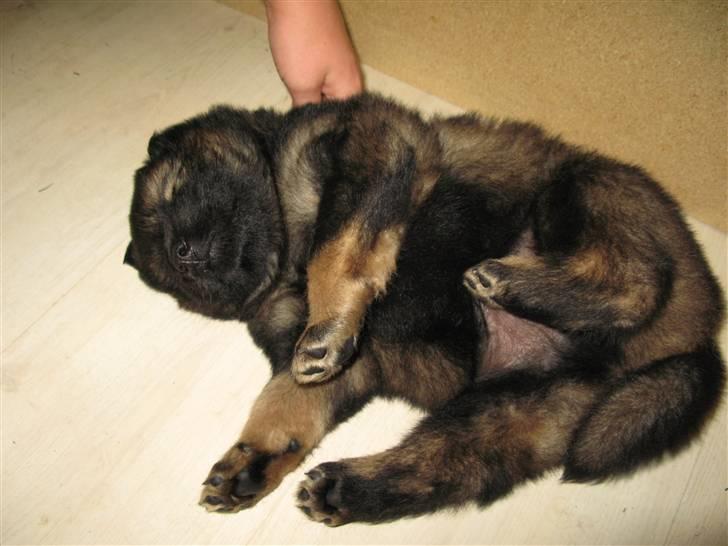 Eurasier Alfons<3 billede 14