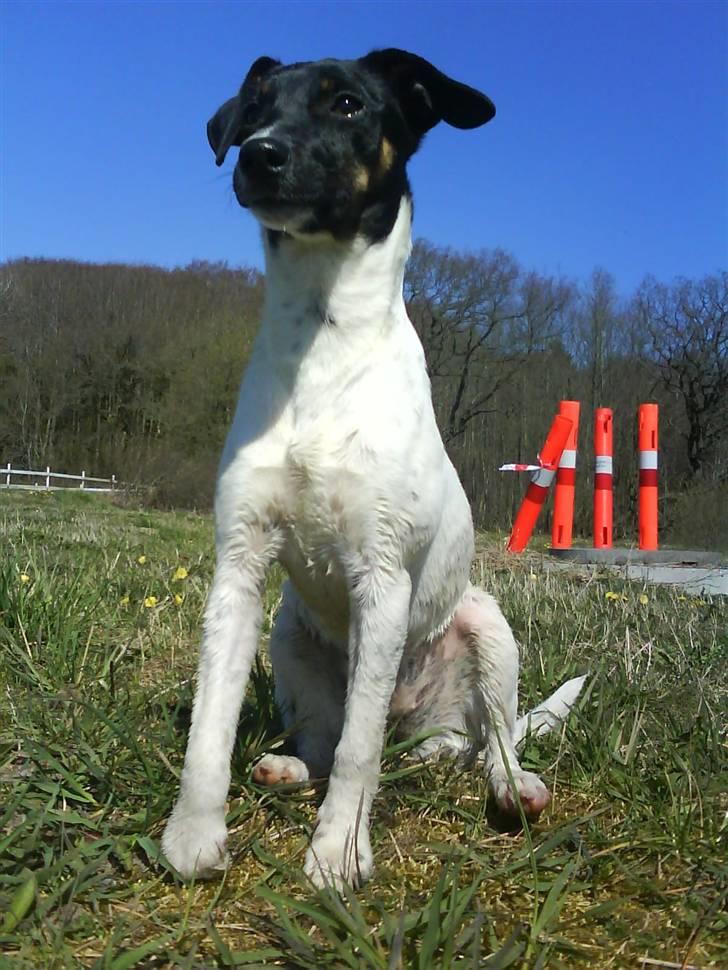 Dansk svensk gaardhund Shiwa - her ligger jeg billede 13