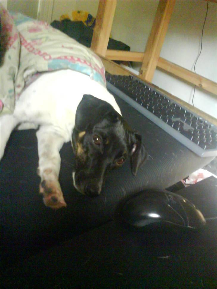 Dansk svensk gaardhund Shiwa - jeg elsker at sove i sengen  billede 14