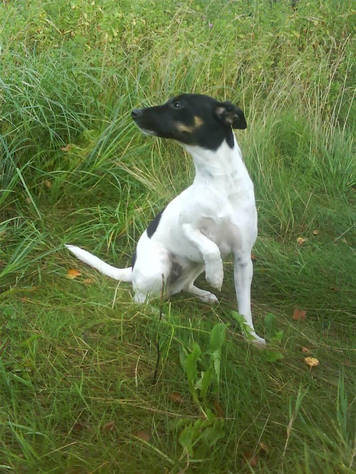 Dansk svensk gaardhund Shiwa billede 15