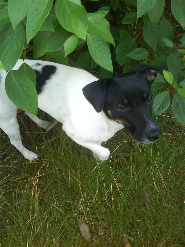 Dansk svensk gaardhund Shiwa - buske er meget sjove at lege i billede 16