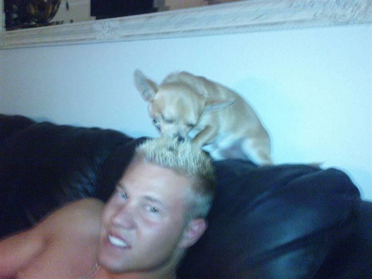 Chihuahua Tonser *HIMMELHUND* - Igang med at guffe fars voks.. uhhms :S billede 15