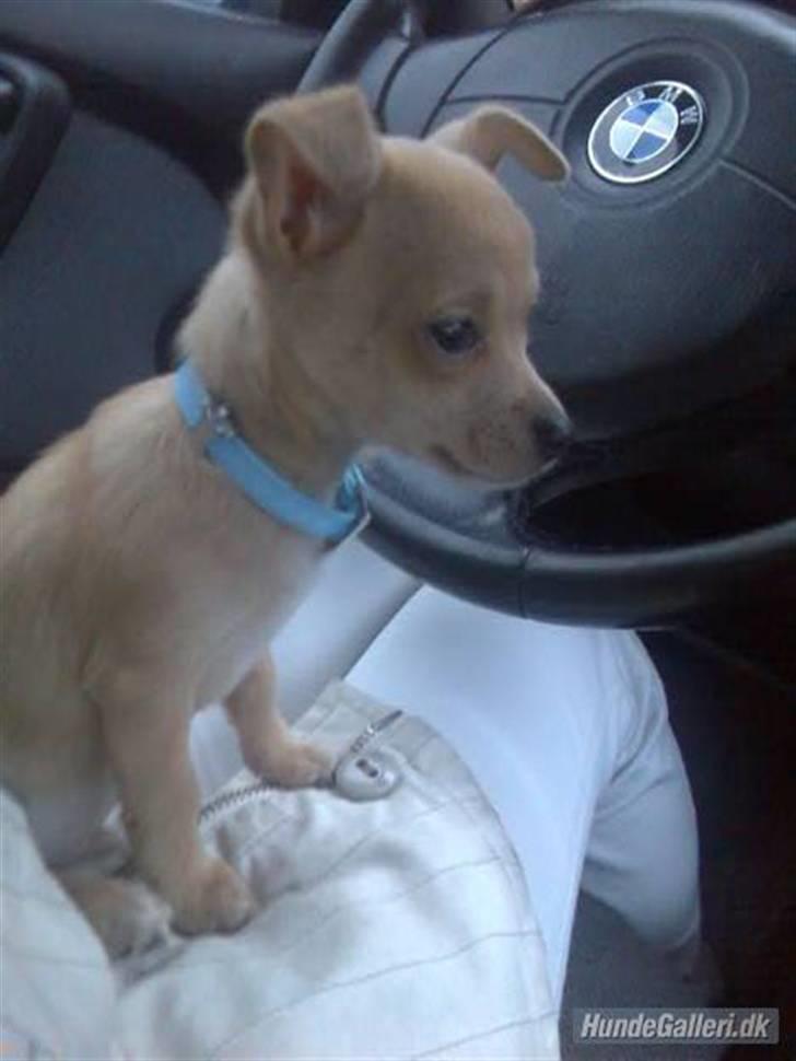 Chihuahua Tonser *HIMMELHUND* - Som bebs.. billede 16