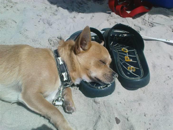 Chihuahua Tonser *HIMMELHUND* - Dejlig dag på stranden... Men det blæste... billede 17