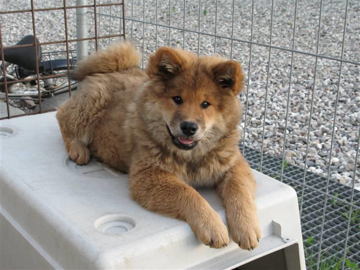 Eurasier alhpa<3 billede 4