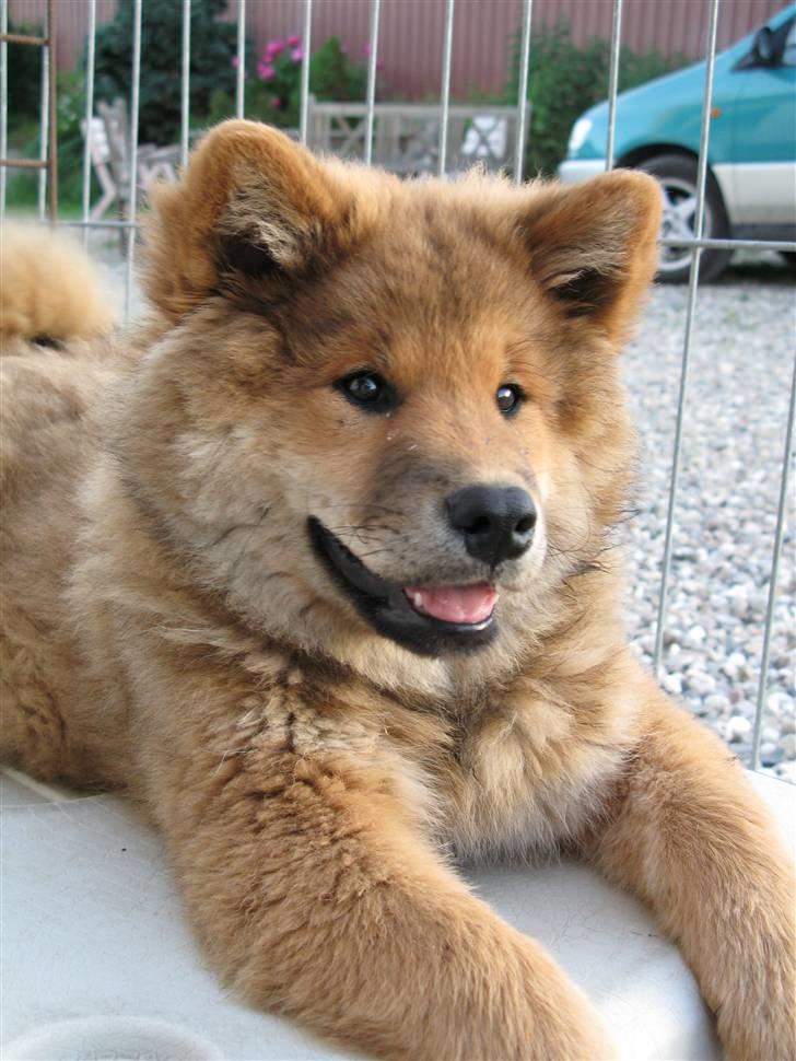 Eurasier alhpa<3 billede 5