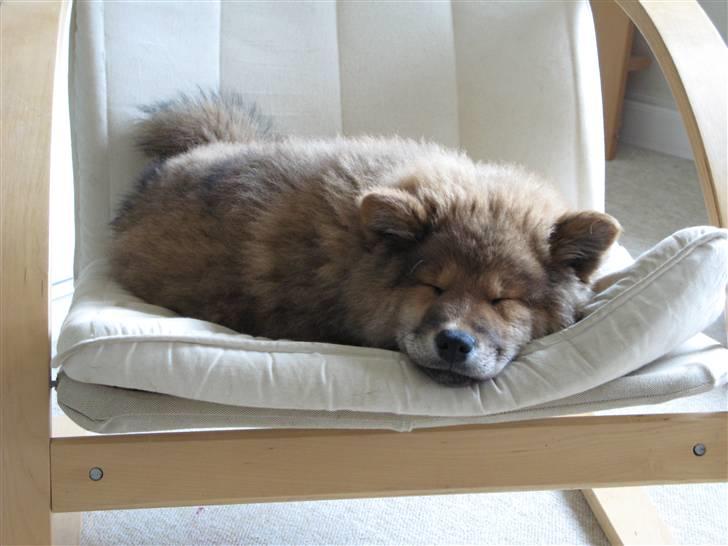 Eurasier alhpa<3 billede 6