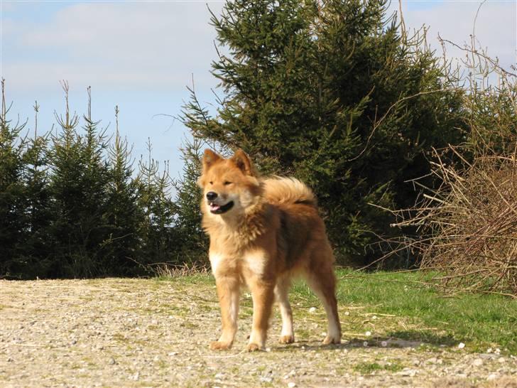 Eurasier alhpa<3 billede 8