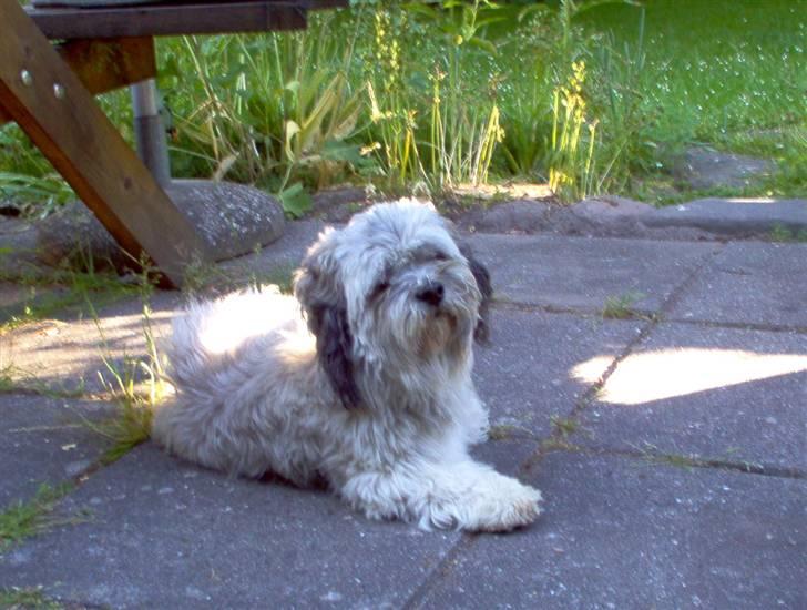 Lhasa apso viktor billede 1