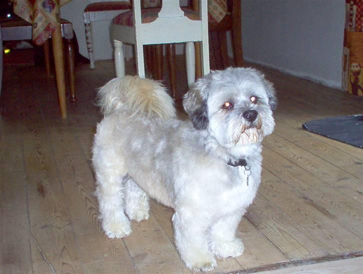 Lhasa apso viktor billede 2