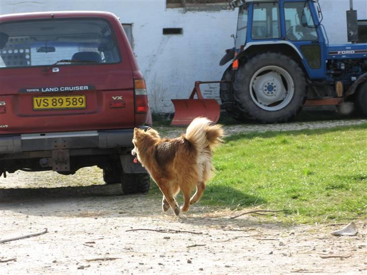 Eurasier alhpa<3 billede 9