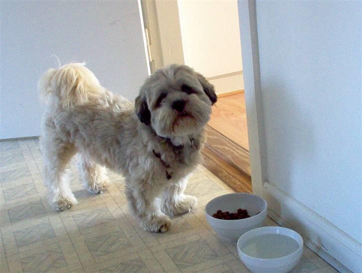 Lhasa apso viktor billede 3