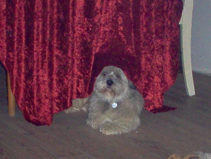 Lhasa apso viktor billede 4
