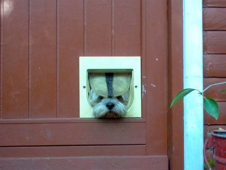 Lhasa apso viktor billede 5