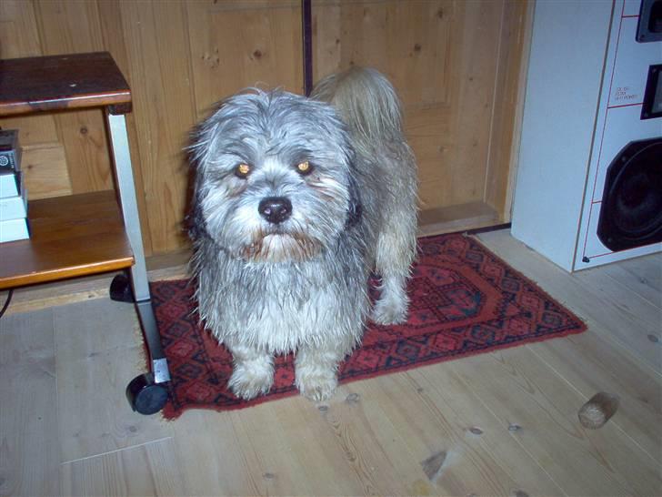 Lhasa apso viktor billede 6