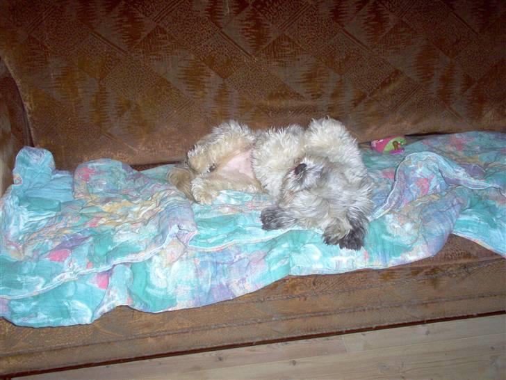 Lhasa apso viktor billede 7
