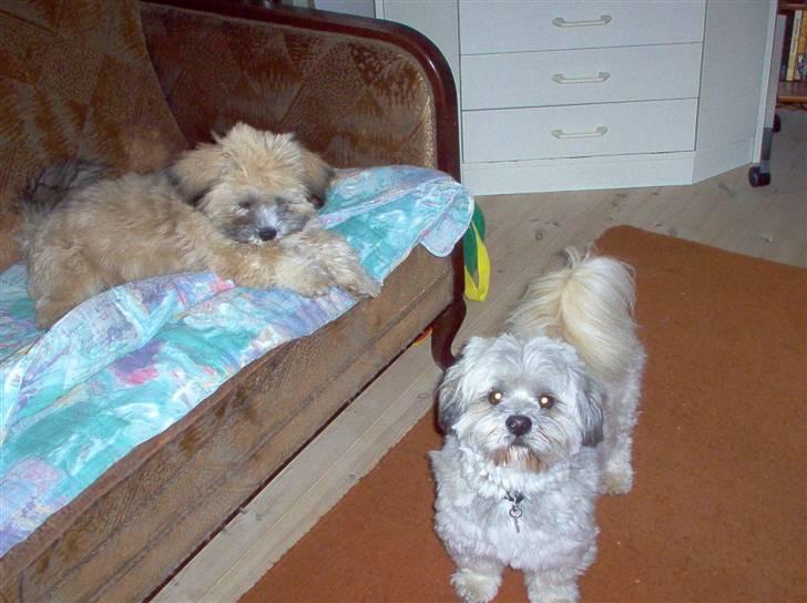 Lhasa apso viktor billede 8