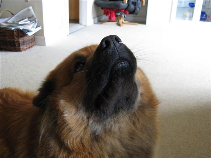 Eurasier Anna billede 2