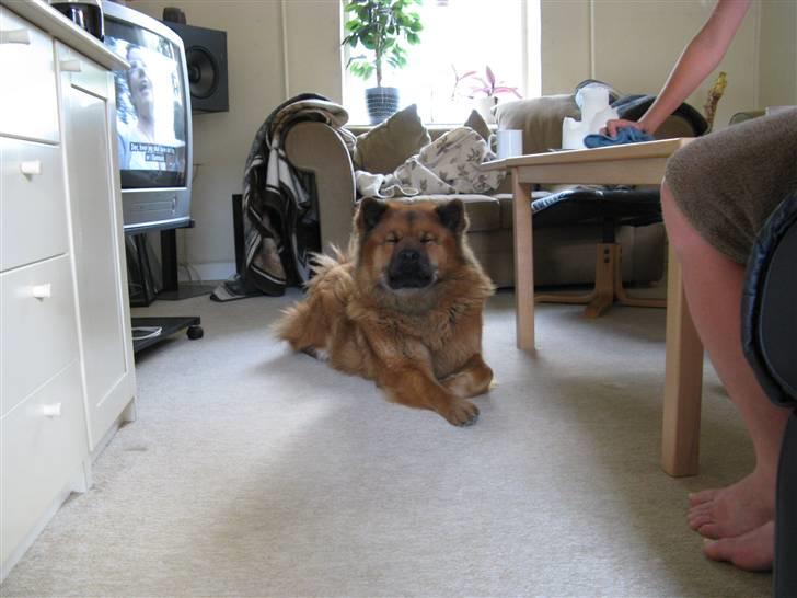 Eurasier Anna billede 3