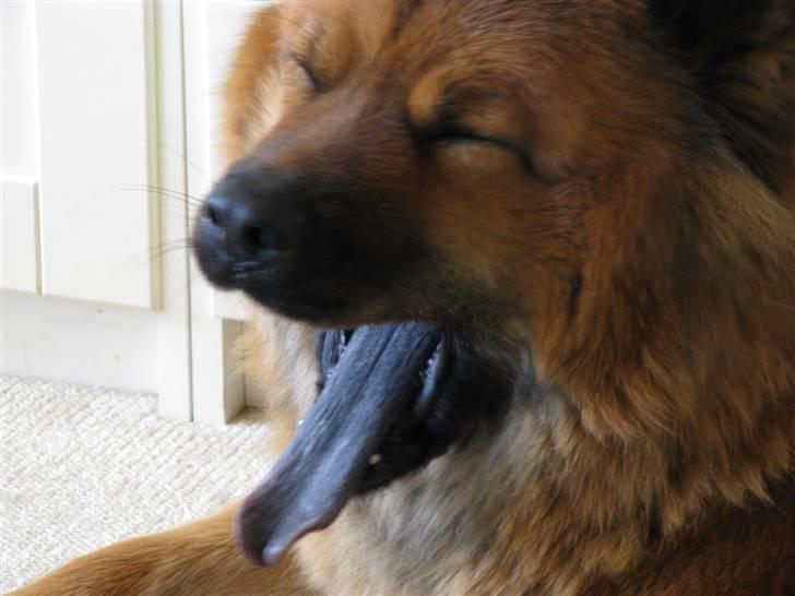 Eurasier Anna billede 4