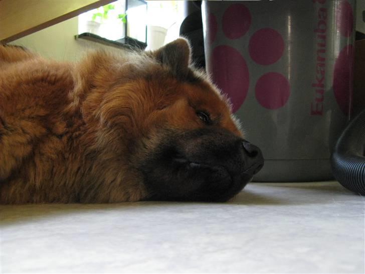Eurasier Anna billede 5
