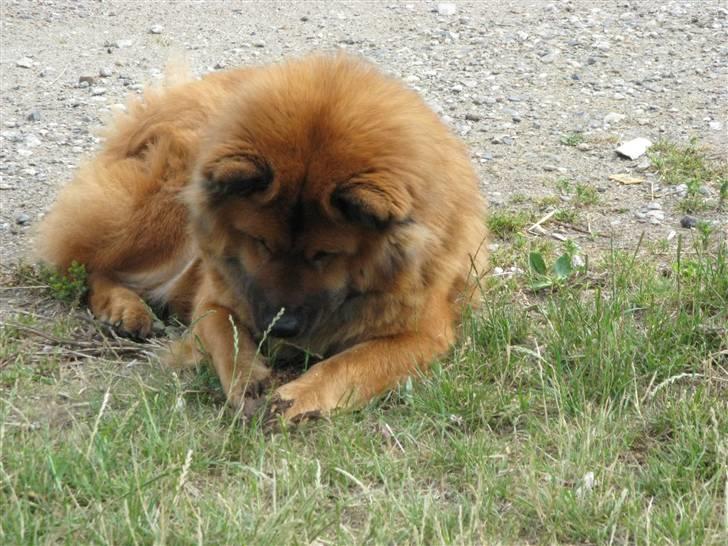Eurasier Anna billede 6