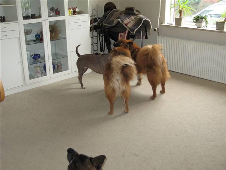 Eurasier Anna billede 7